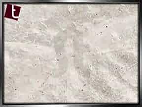 Liquid Shell | Ankara Mermer Granit